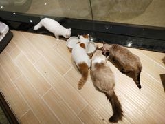 -momokira米努特·德文卷毛猫·棉花面纱犬