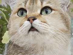 -共舞时光猫咖·狗咖(新街口店)