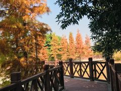 -广东花都湖国家湿地公园