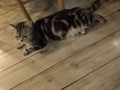 -海边的猫和咖啡馆