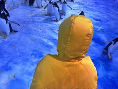 -芜湖新华联大白鲸海洋公园