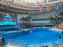 -海合安成都极地海洋公园