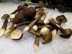 -探窝·竹笙椰子鸡(杨箕店)