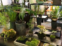 -植觉