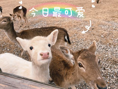 -苏州太湖西山岛开心农场