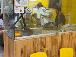 -神奇动物撸宠馆·羊驼·小浣熊·异宠(豫园店)