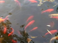 -白洋淀景区