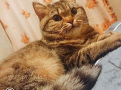 -芭比堂动物医院·犬猫全科·异宠专科(雁塔分院)