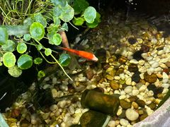 -土桥老街黄鸭子(清淳家园店)