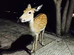 -清迈夜间动物园