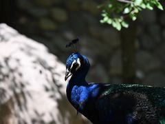 -青藏高原野生动物园