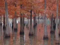 -白鹭湾湿地公园