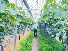 -马陆小张葡萄园农家乐