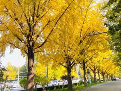 -三里屯东五街银杏大道