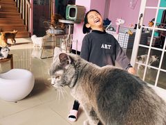 -70cat德文卷毛猫·缅因猫纯种猫舍