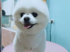 -宠匠·爱宠堡 PET CASTLE