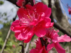 -绵阳盛世樱花悠乐谷