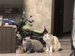 -猫大福·Fortune Cat猫舍(百子湾店)