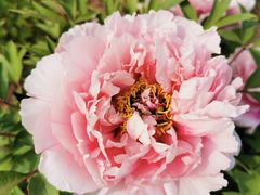 -济南国际园博园