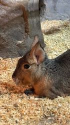 -Zoolung Zoolung动物主题公园(海信广场店)