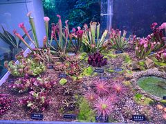 -中国科学院西双版纳热带植物园
