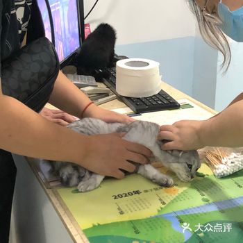 家有爱宠｜新猫进家前，这几项体检项目必须做！