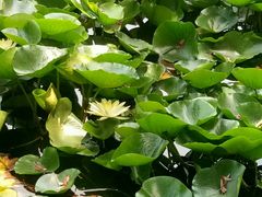 -荷塘月色湿地公园·向阳花洲
