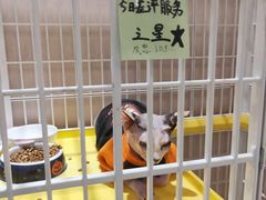 -藏猫猫咖啡主题馆(中央大道店)