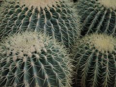 -国家植物园