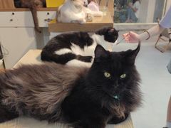 -Heymao猫咖.咖啡厅(东门店)