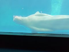 -海合安武汉极地海洋公园