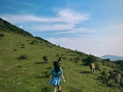 -大姆山草场