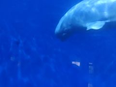 -泉城欧乐堡海洋极地世界