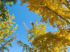 -大兴滨河森林公园