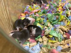 -藦茜花园宠物主题亲子互动体验馆(国顺东路店)