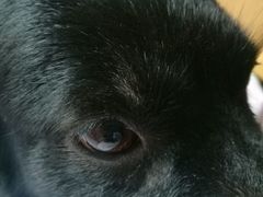 -达爱动物医院·犬猫分区·CT·复杂眼科(远洋山水分院)