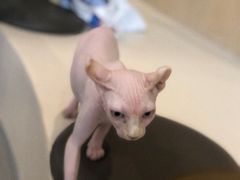 -飞行喵MR PILOT|猫舍·猫咖(静安大融城店)