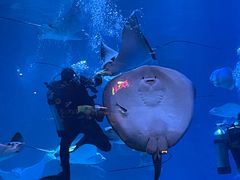 -烟台海昌鲸鲨海洋公园