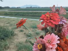 -西京湾花海