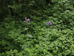 -九峰山