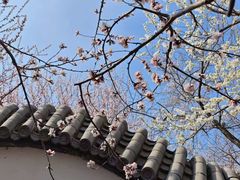 -桃花堤公园
