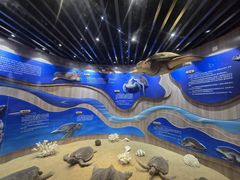 -广东惠东海龟国家级自然保护区