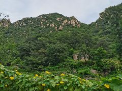 -大岭沟猕猴桃谷风景区