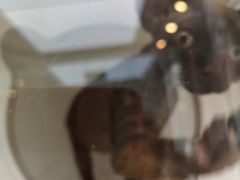 -萌兽医馆·眼科·异宠专科(三里屯店)