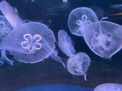 -欢乐海岸海洋奇梦馆