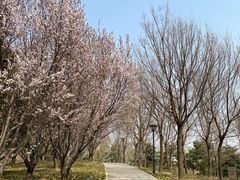 -大望京公园