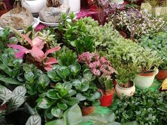 -秦美花卉(天朗·莱茵小城2期店)