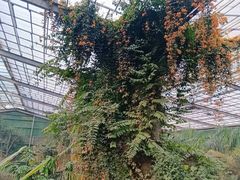 -呀路古热带植物园