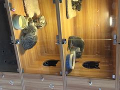 -喵百万·布偶·蓝金金渐层英短·猫舍(百子湾店)