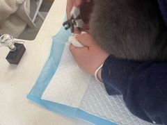 -纳吉亚猫专科动物医院博雅分院